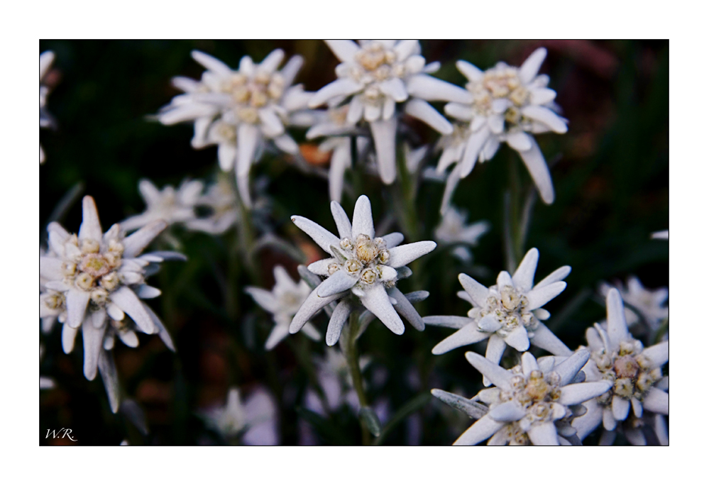 Edelweiss in unserem kleinen Steingarten...