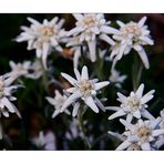 Edelweiss in unserem kleinen Steingarten...