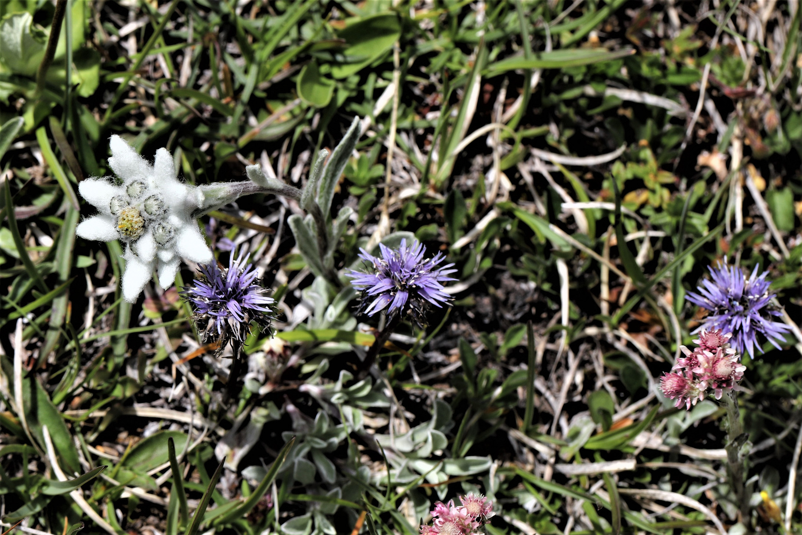 Edelweiss, Kugelblümchen, Katzenpfötchen