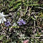 Edelweiss, Kugelblümchen, Katzenpfötchen