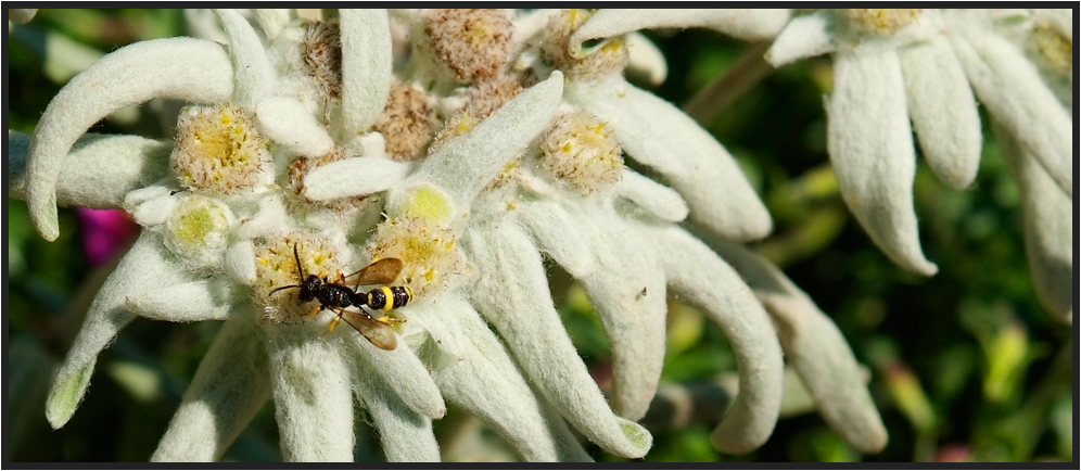 Edelweiss Landung