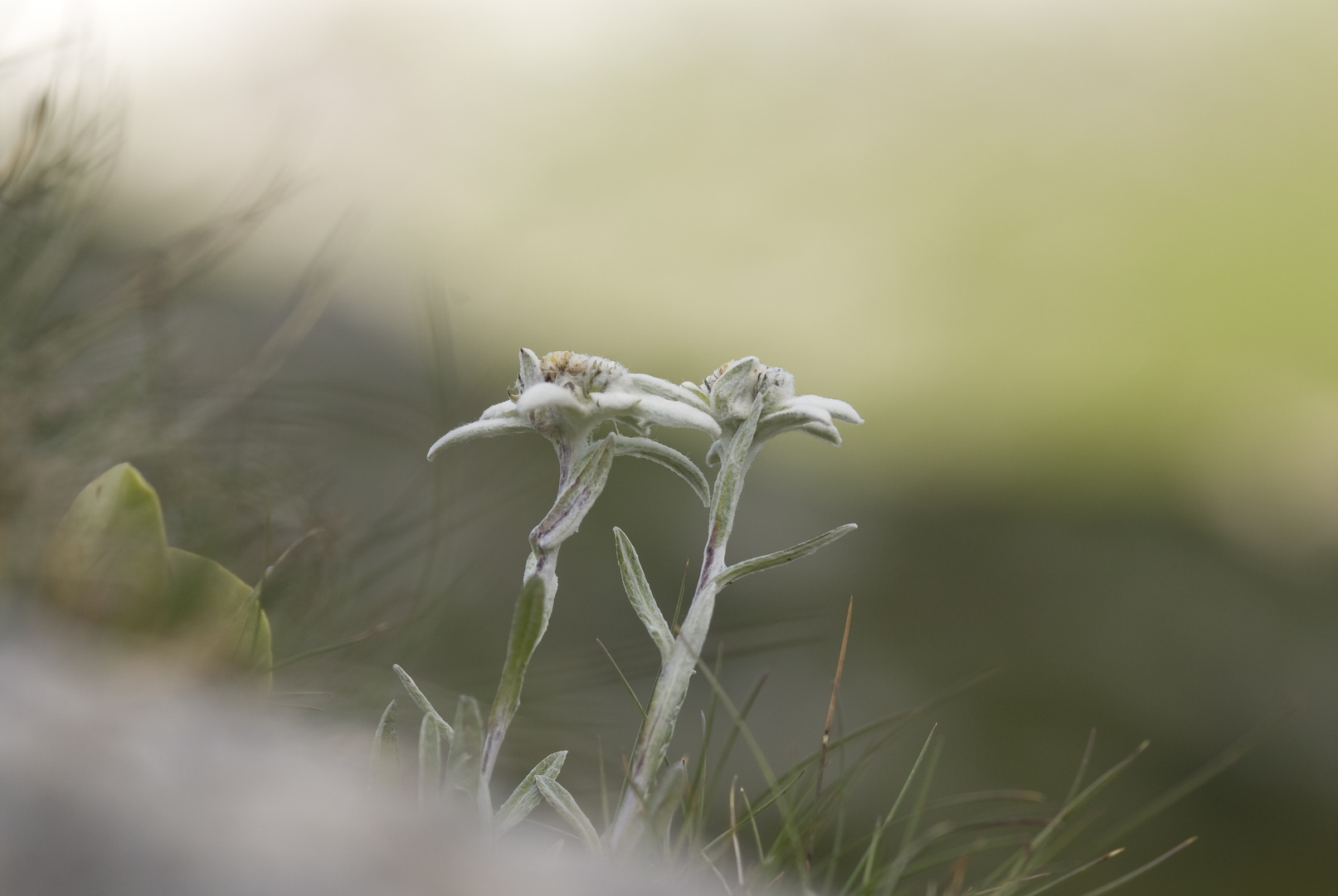 Edelweiß (Leontopodium alpinum)