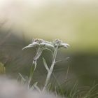 Edelweiß (Leontopodium alpinum)