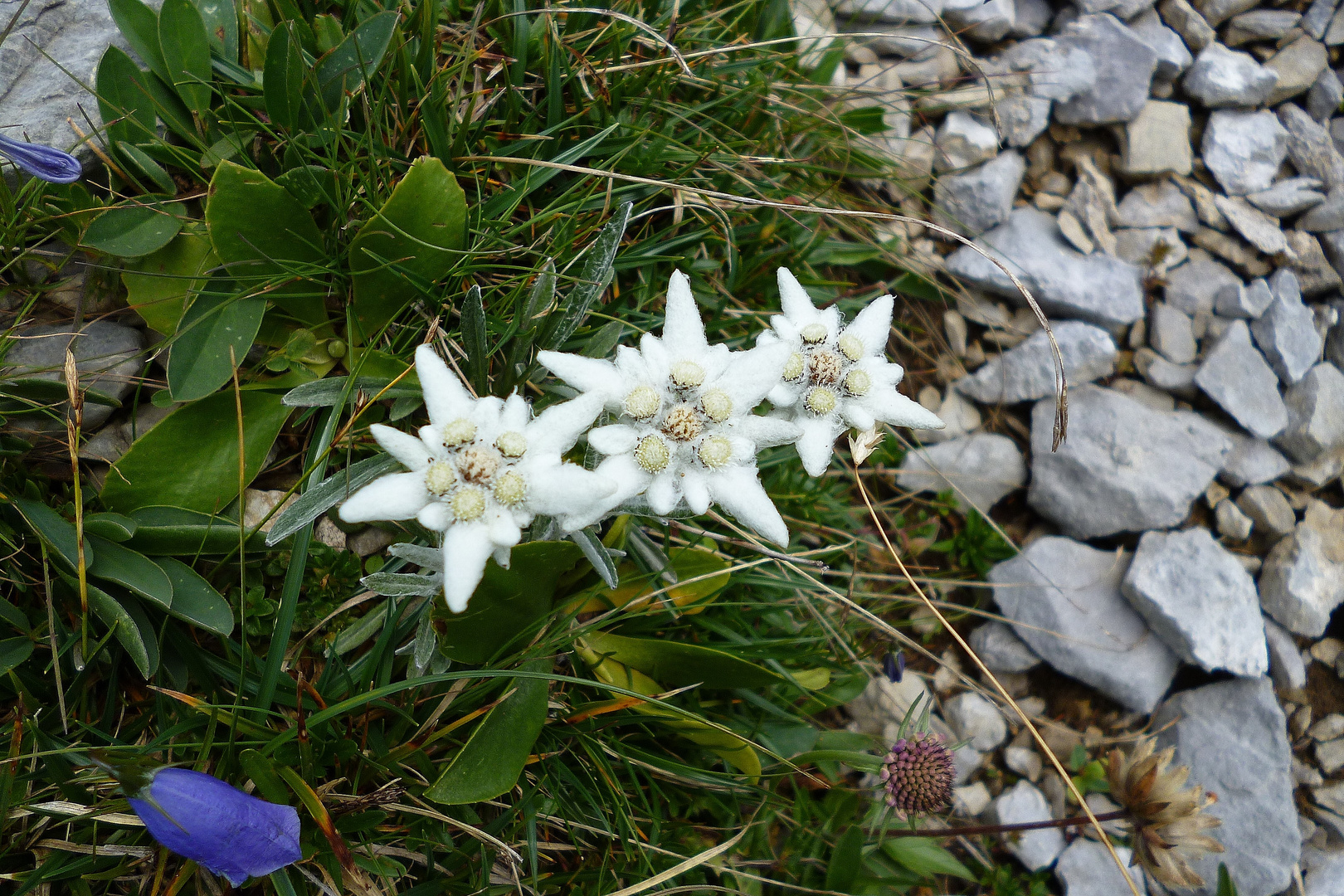 Edelweiß (Leontopodium alpinum)