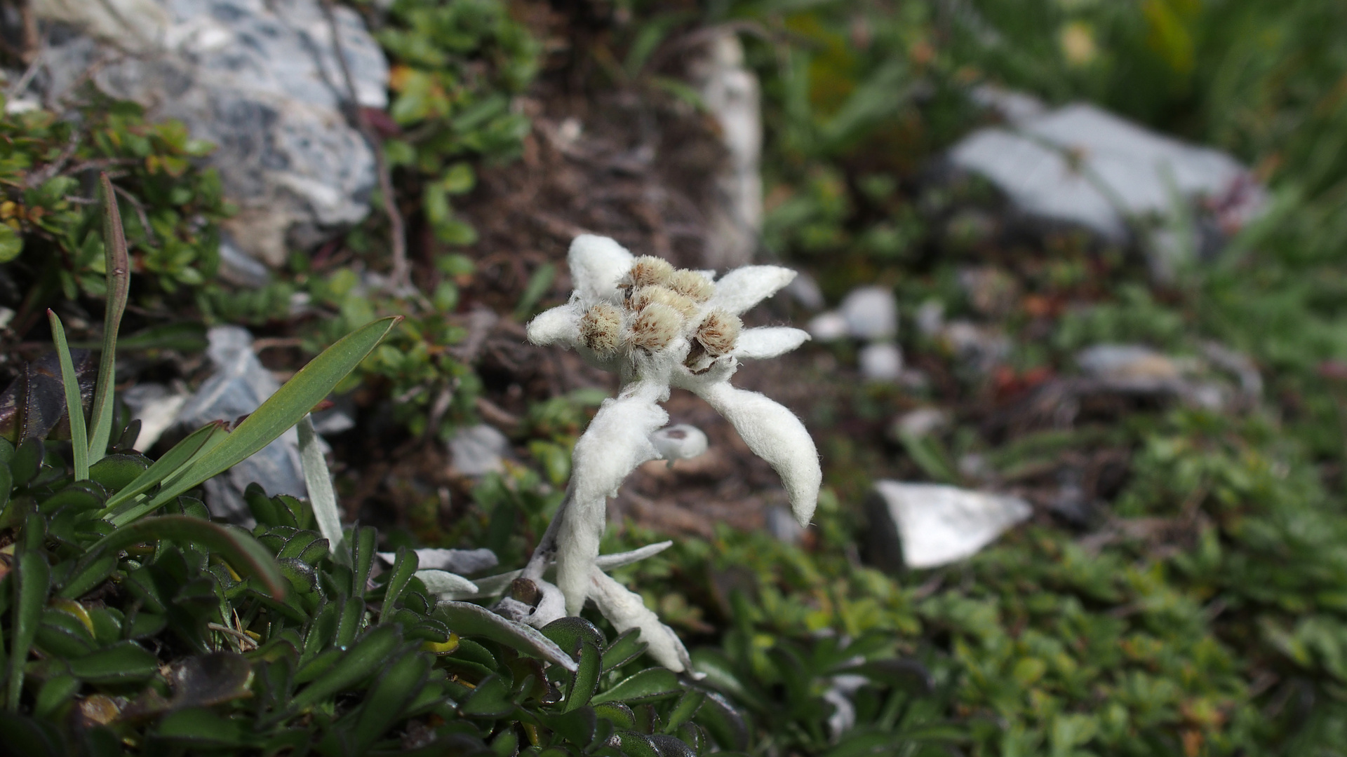 Edelweiss 'Leontopodium alpinum'