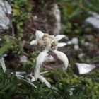 Edelweiss 'Leontopodium alpinum'