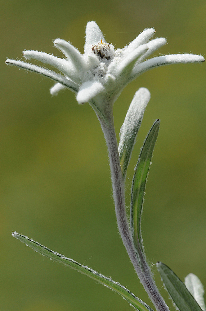 Edelweiss (Leontopodium alpinum)