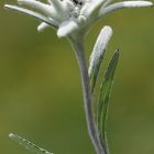 Edelweiss (Leontopodium alpinum)