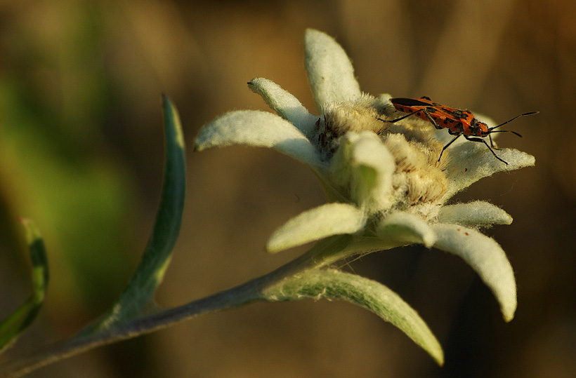 Edelweiss (Leontopodium alpinum)