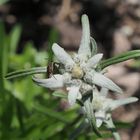 Edelweiss mit Besuch