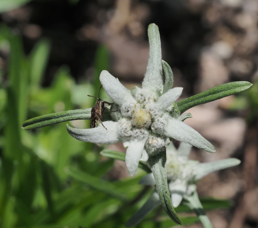 Edelweiss mit Besuch