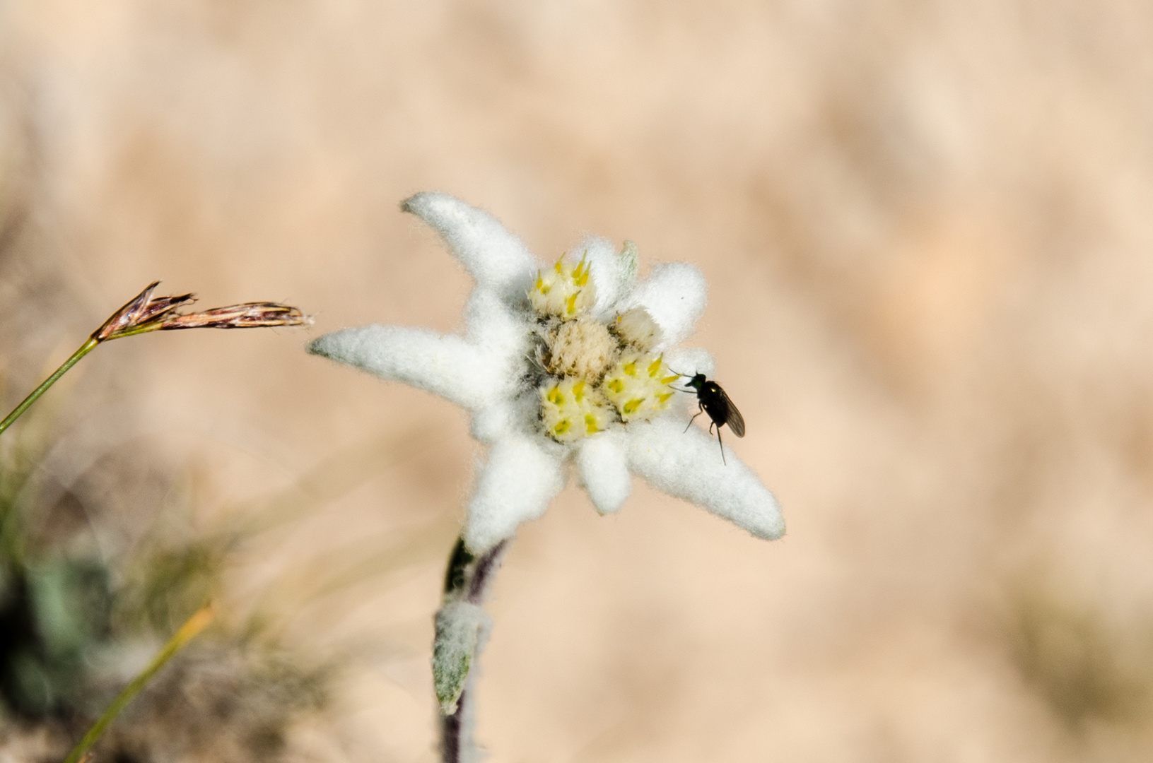 Edelweiß mit Besuch