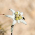 Edelweiß mit Besuch