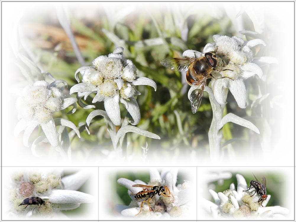 Edelweiß mit Insekten