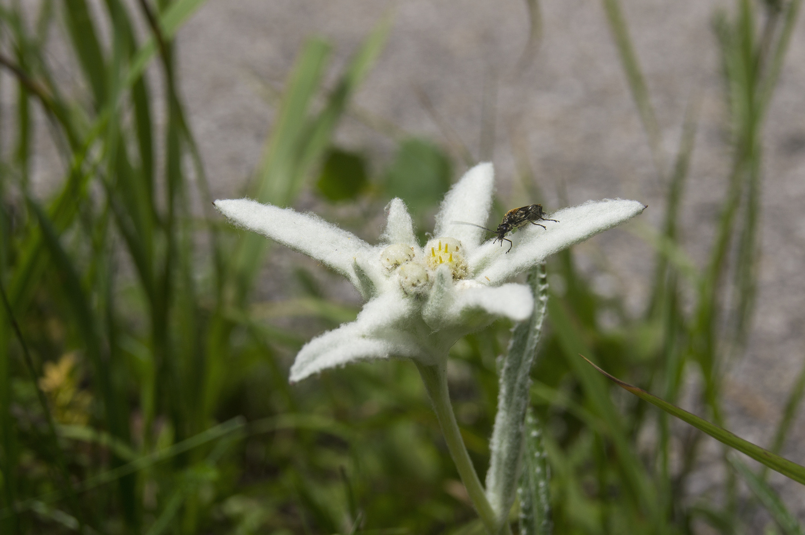 Edelweiss mit käfer