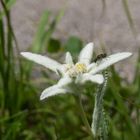 Edelweiss mit käfer