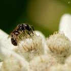 Edelweiss mit Sandbiene (Andrena spec.)