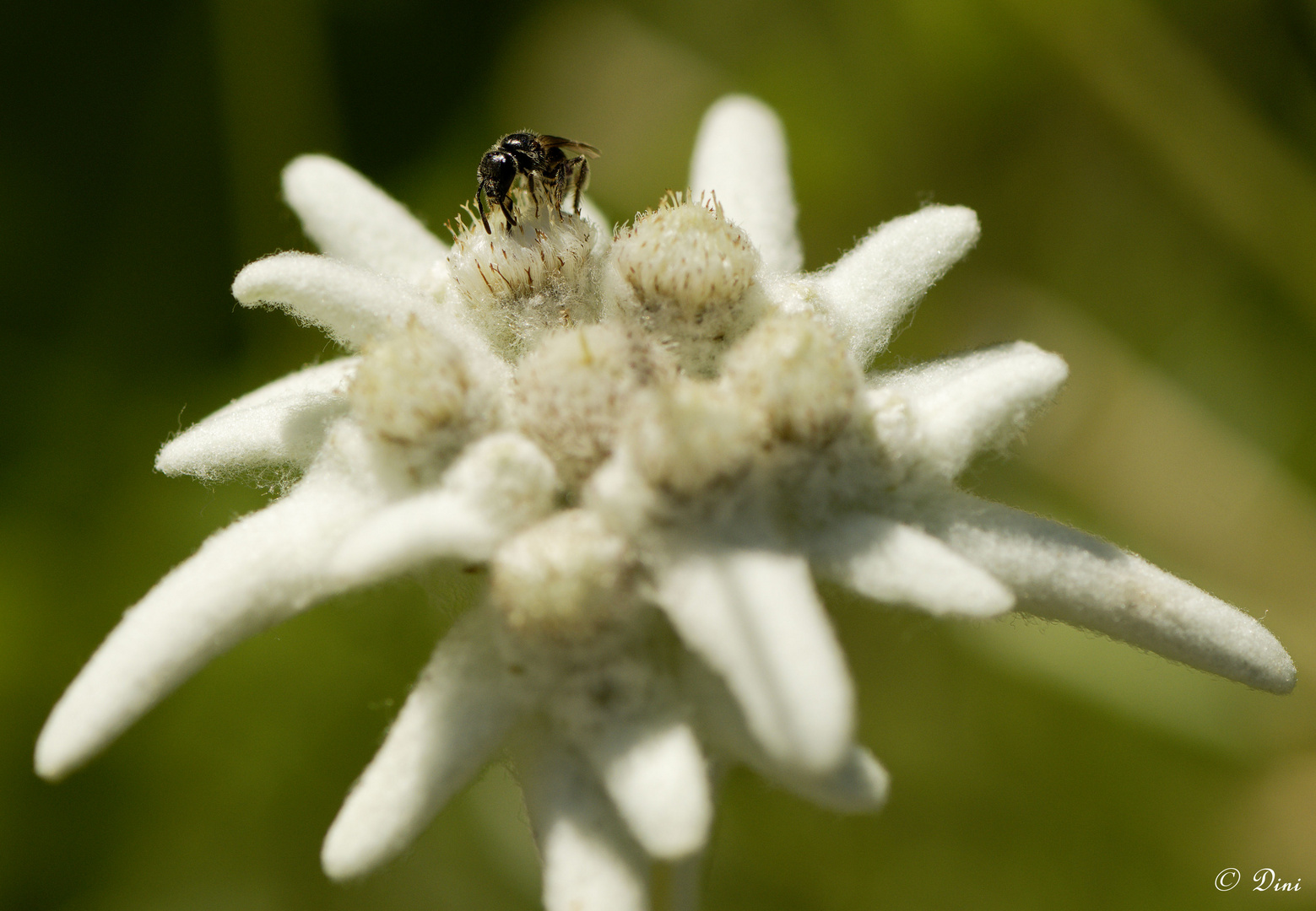 Edelweiss mit Sandbiene (Andrena spec.)