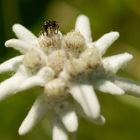 Edelweiss mit Sandbiene (Andrena spec.)