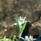 Edelweiß nicht aus den Alpen sondern aus dem Rosengarten Coburg