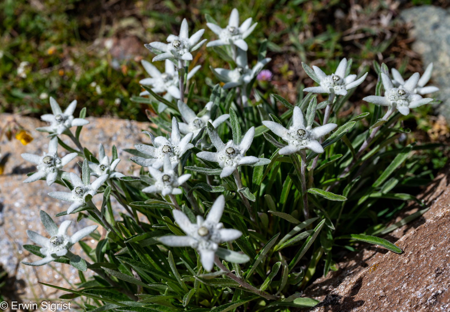 Edelweiss (Schweiz)