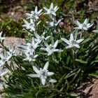 Edelweiss (Schweiz)