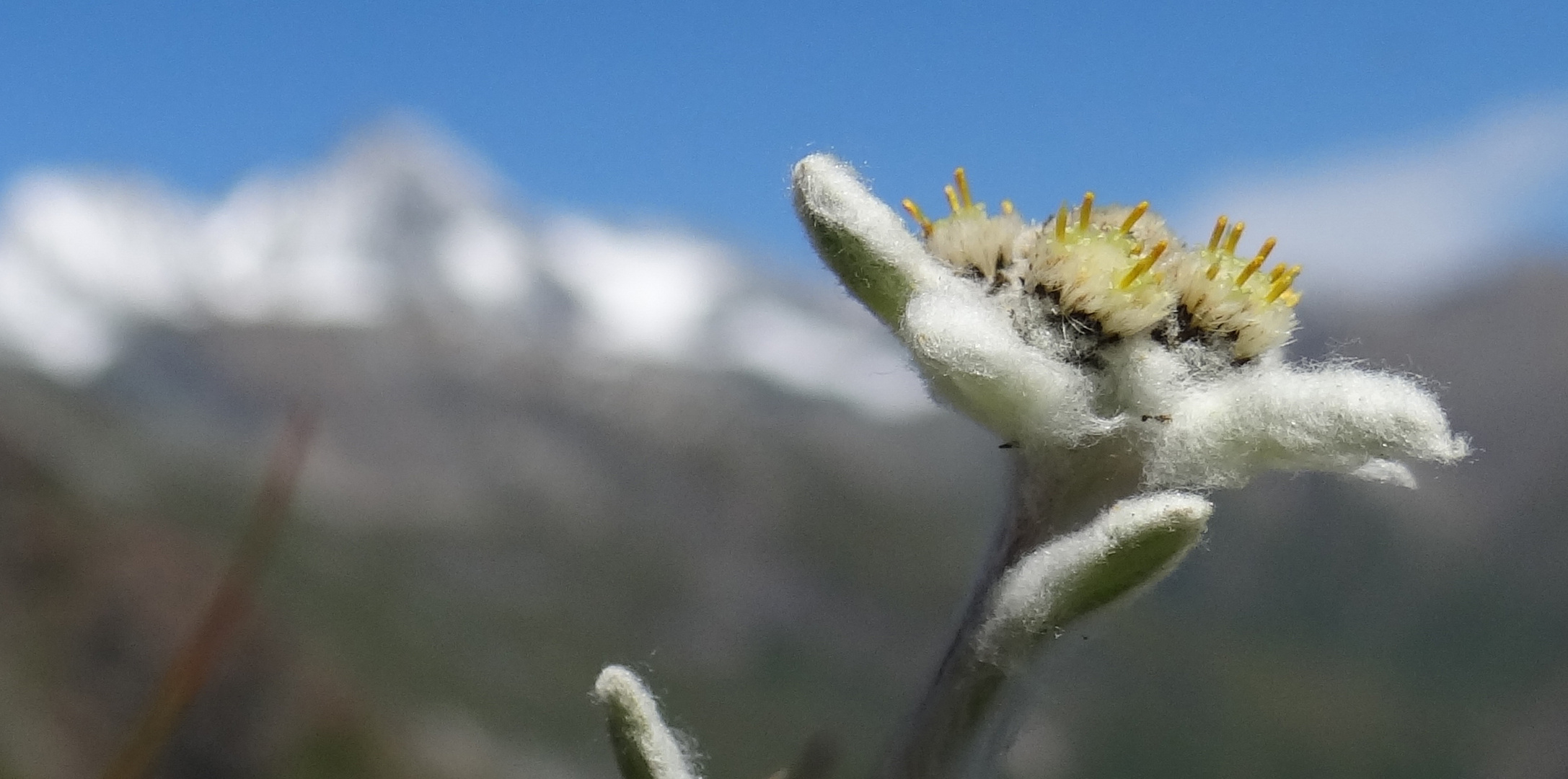 Edelweiss und der GrossGlockner