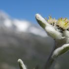 Edelweiss und der GrossGlockner