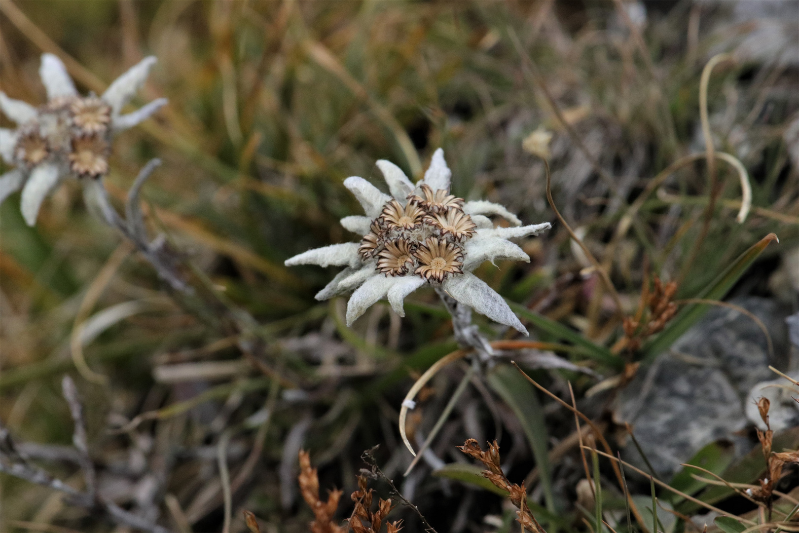 Edelweiss verblüht aber denoch schön