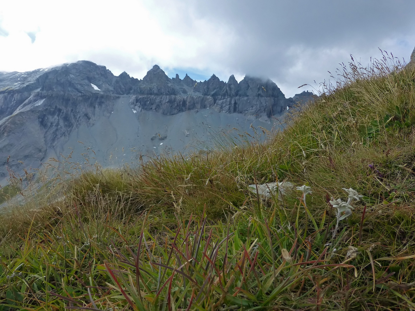 Edelweiss vor der Glaner Hauptüberschiebung