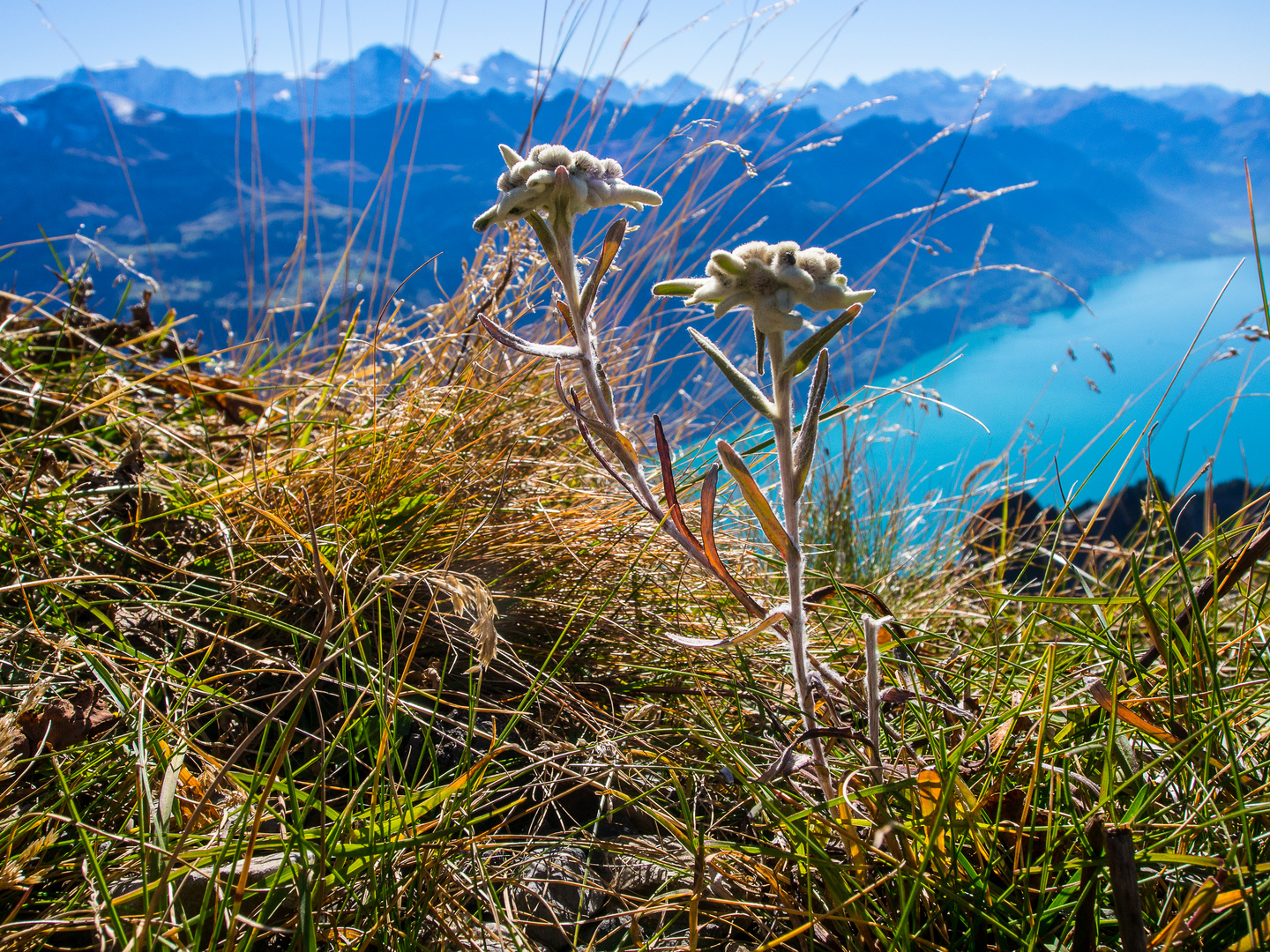 Edelweiss vor Eiger Mönch und Jungfrau