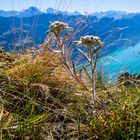 Edelweiss vor Eiger Mönch und Jungfrau