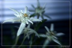 Edelweiss_1