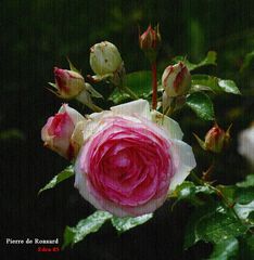 Eden 85 Rose