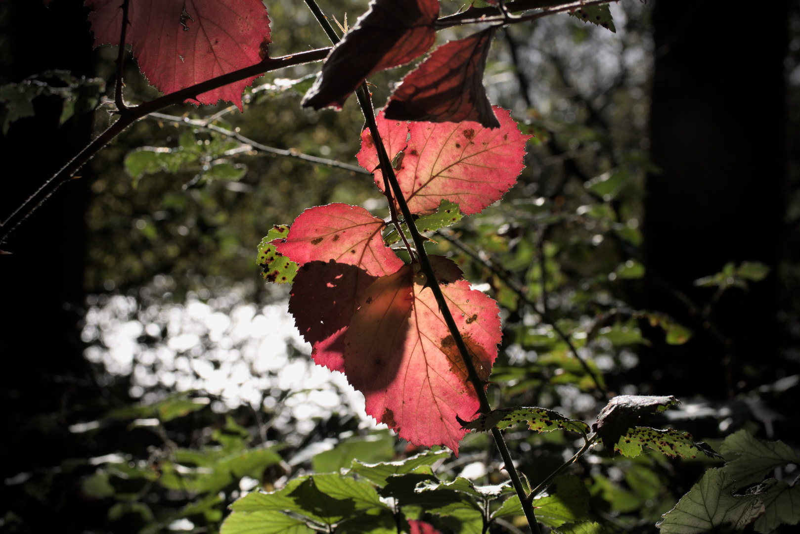 Eden des Herbst