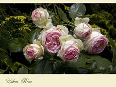 'Eden Rose 85'