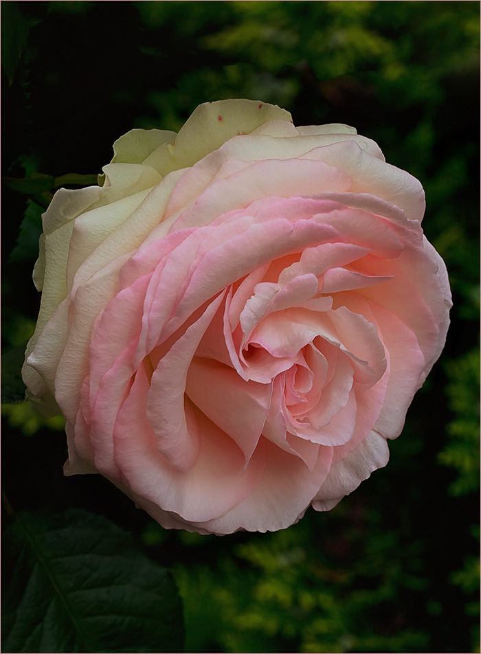 Eden-Rose 85 - Pierre de Ronsard....