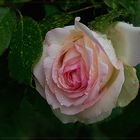 Eden-Rose - Pierre de Ronsard -