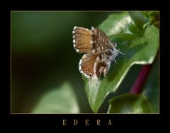 EDERA