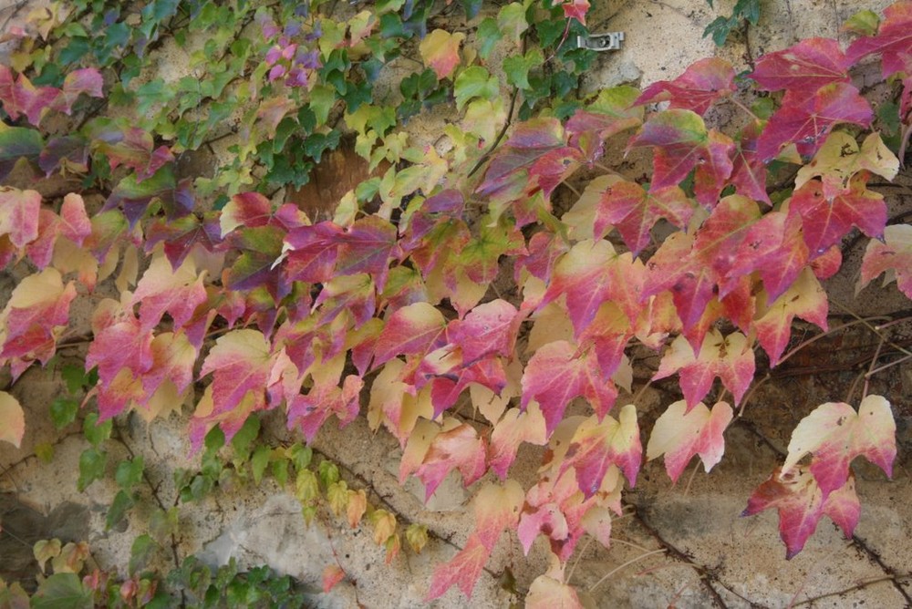 edera in autunno