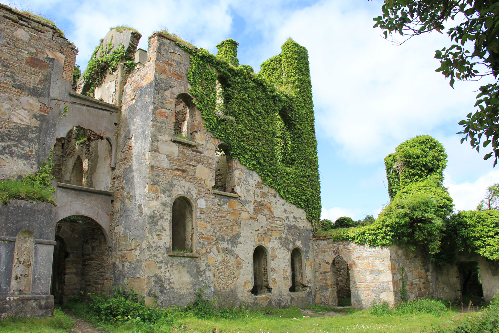 Edera sulle rovine del castello