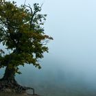 Edersee-,, Bonsai"