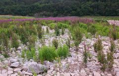 Edersee - hier fast leer