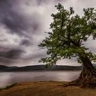 Edersee-Taucherbaum