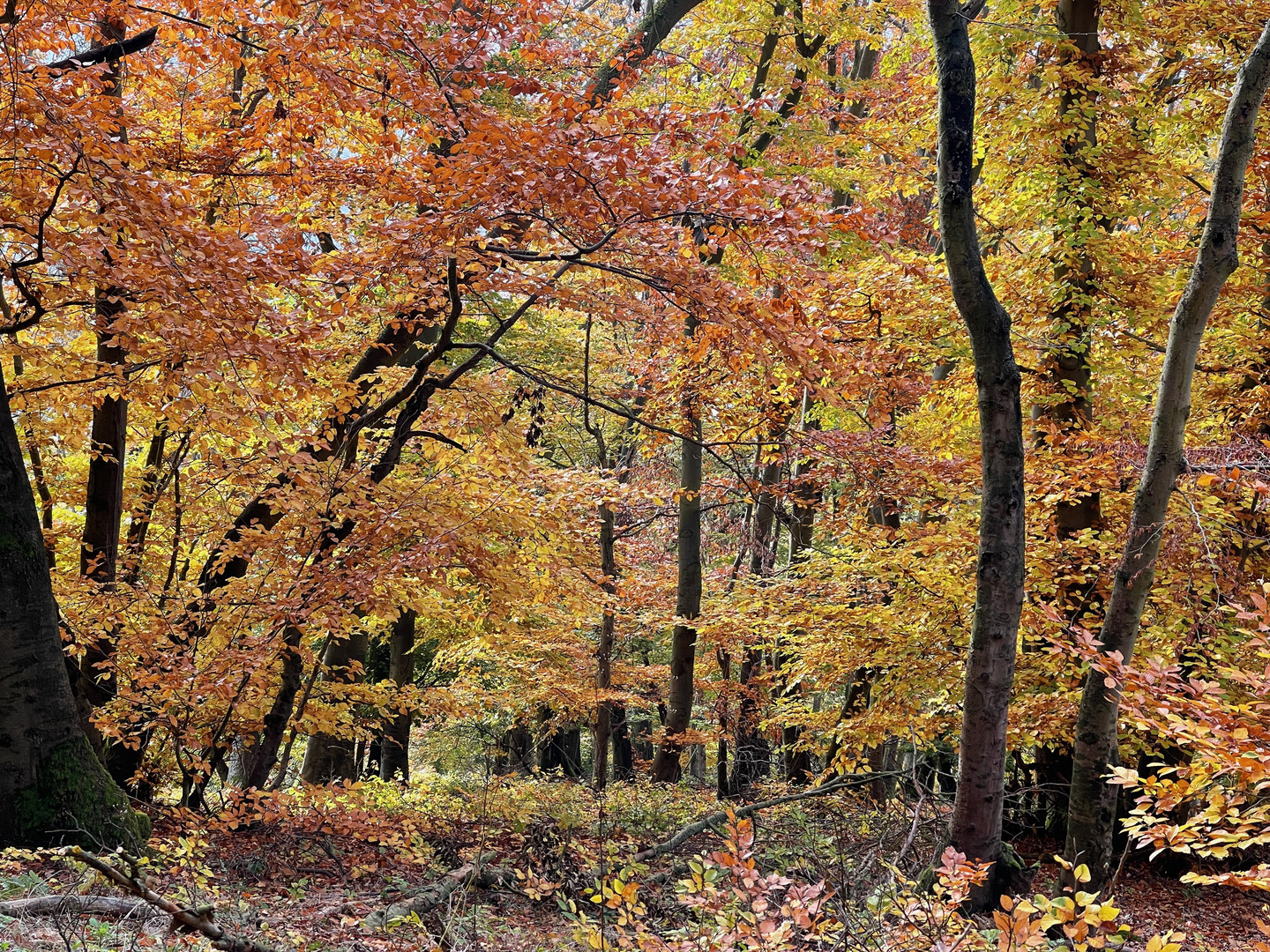 Edersee-Urwaldsteig 