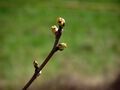 PETITS BOURGEONS de BUBUL