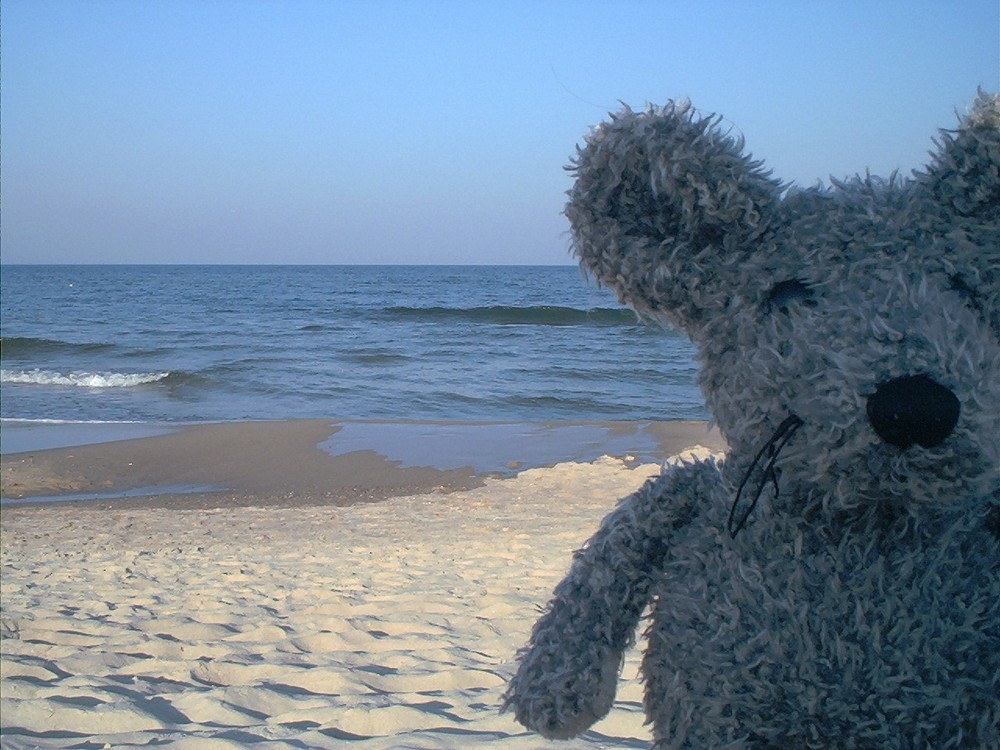 Edgar am Strand von Usedom