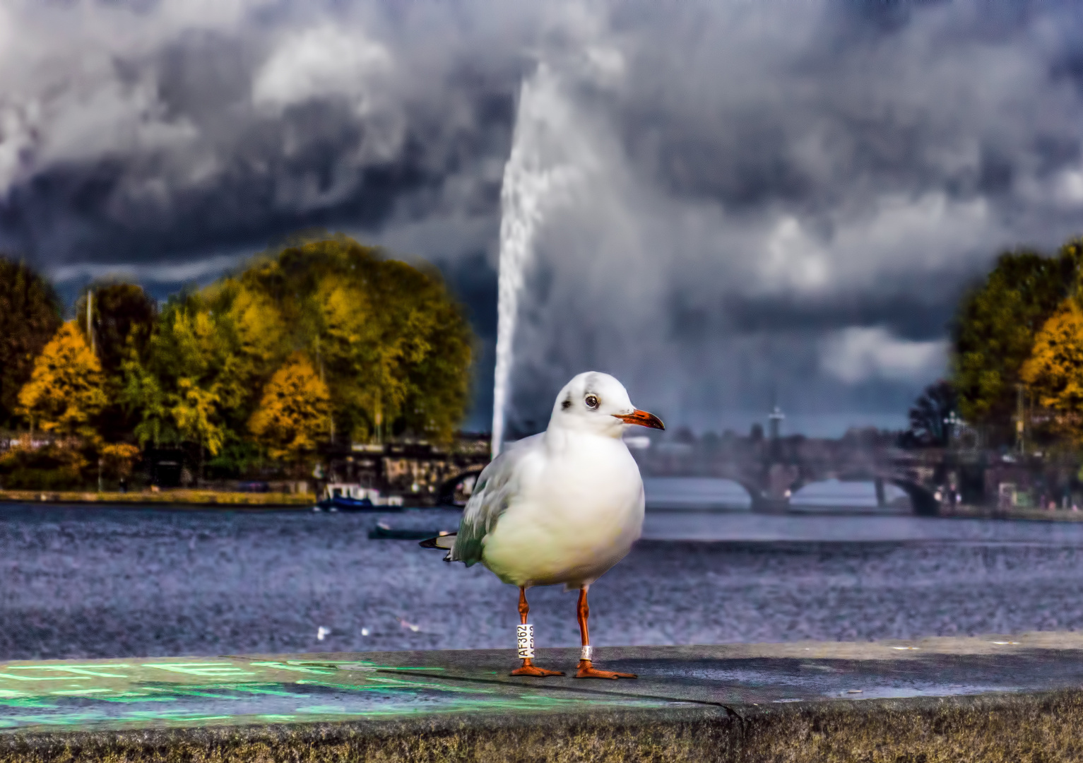 Edgar an der Alster