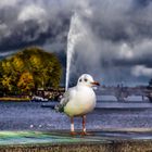 Edgar an der Alster