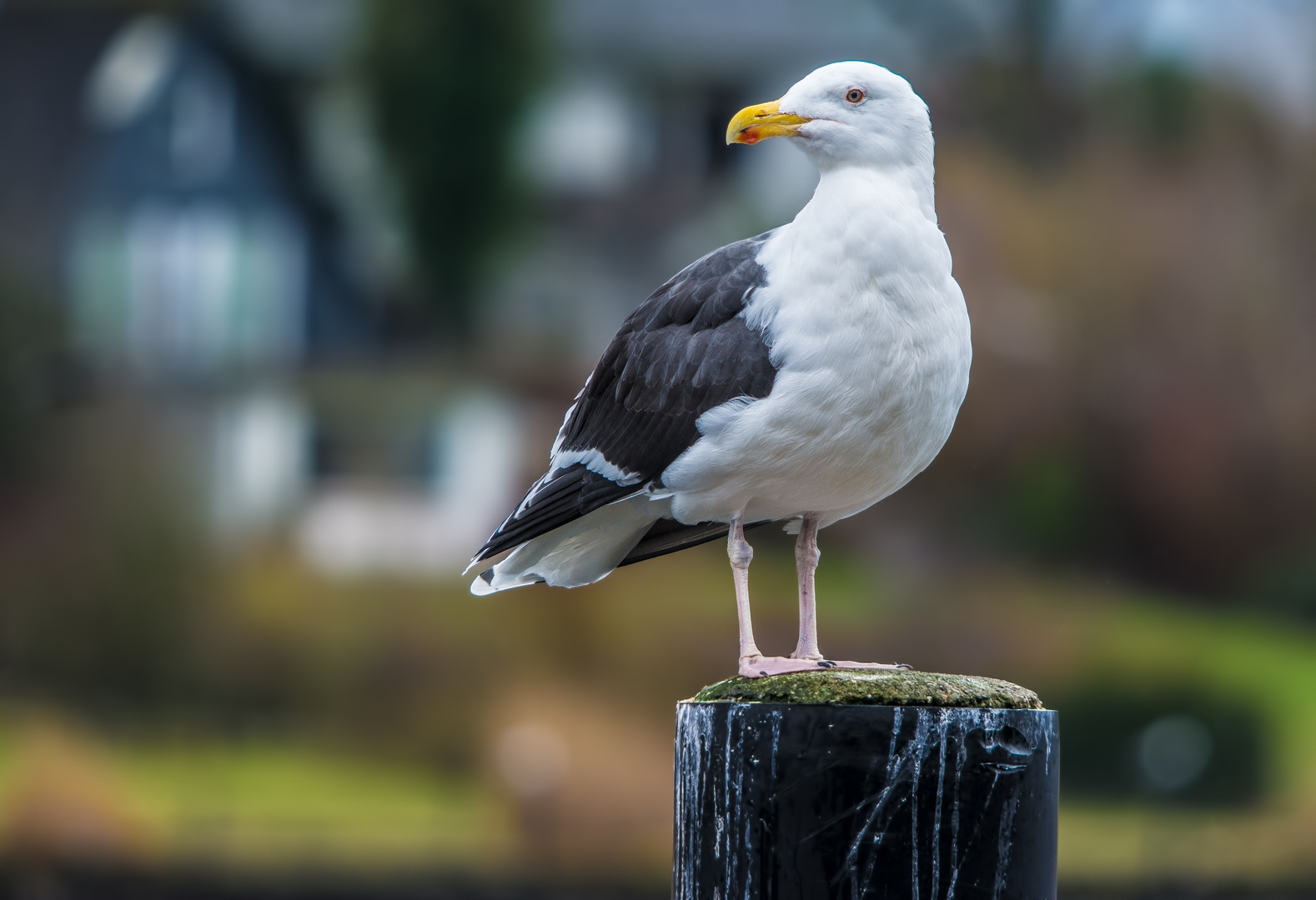 Edgar, heute mal in Kappeln